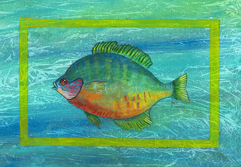 Longear Sunfish