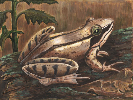 Toad