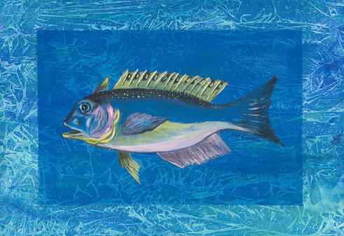 Tilefish