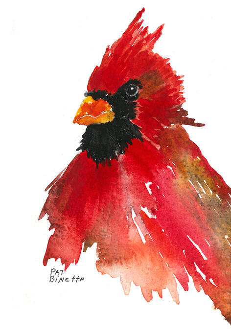 Red Cardinal