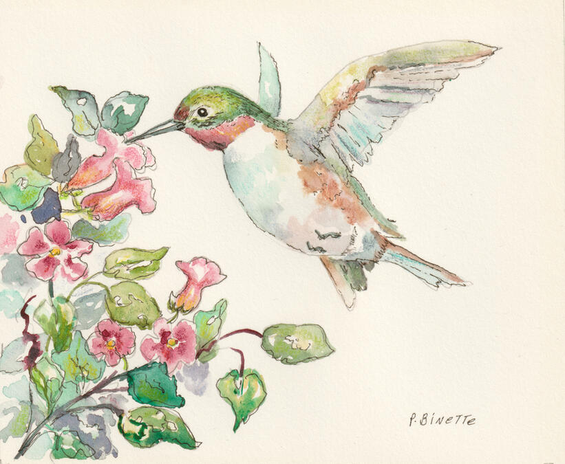 Hummingbird