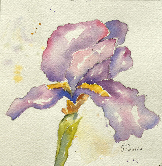 Iris