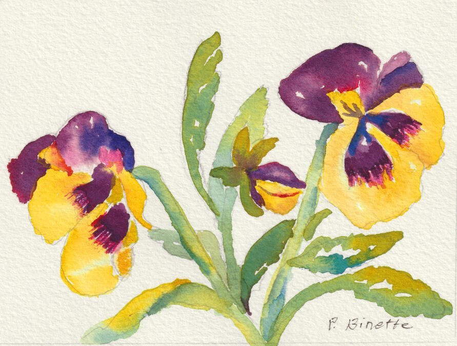 Pansies