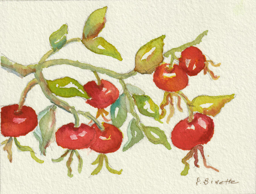 Rosehips